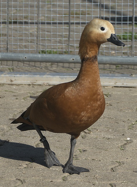 大胜大连人