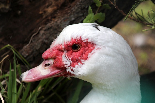 1亚冠+2中超冠军！官方：40岁前广州恒大前锋巴.